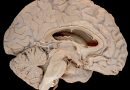 Arbor Vitae: The Neuroanatomist’s Perspective